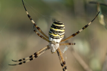 Argiope bruennichi. Maristella. Alghero, Sardegna. Italy..