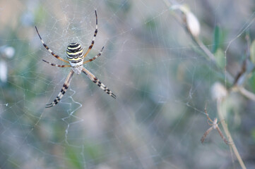 Argiope bruennichi. Maristella. Alghero, Sardegna. Italy..