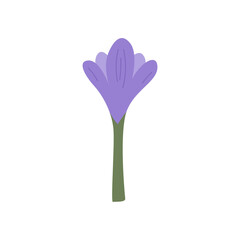 Purple crocus flower on isolated background. Vector flat illustration of floral bud 