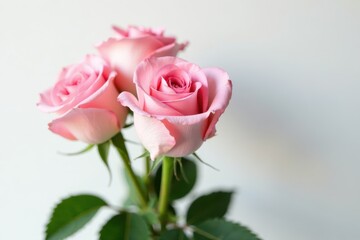 Fototapeta premium Elegant pink rose bouquet, pristine white backdrop, rose bouquet, soft, arrangement