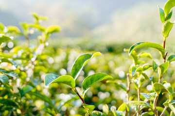 Closeup of beautiful fresh bright green tea plant at tea plantation in light of sunrise with blurry misty and foggy mountain background. Selective focus.
