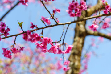 Blossoming pink cherry blossom flowers on branches with sunshine in blue sky. Selective focus.