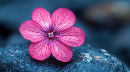 Pink flower, stone, beach, calm, nature, serenity, background, website