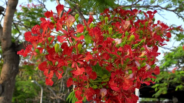 Beautiful Flamboyant (Delonix regia) flowers.	