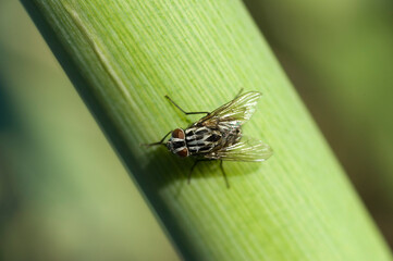 Sarcophagidae - Flesh flies Sarcophagus fly