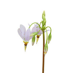 Dodecatheon meadia | known as Prairie Shooting Star or Pride of Ohio | Native North American Wildflower Isolated 