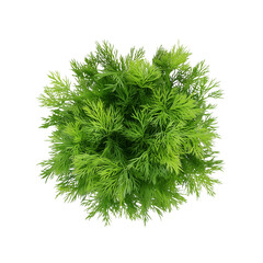 A lush green plant with feathery foliage, displaying a dense, rounded shape.