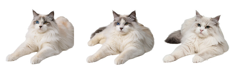 Obraz premium White Cat with Blue and Green Eyes in Relaxed Stretching Pose, Isolated on Transparent Background PNG