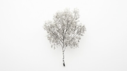 Obraz premium Snowy birch tree winter fog minimalist background