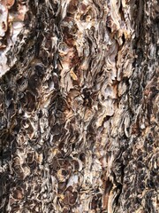 Tree bark
