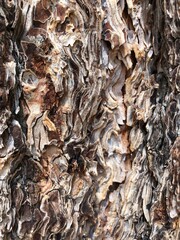 Tree bark