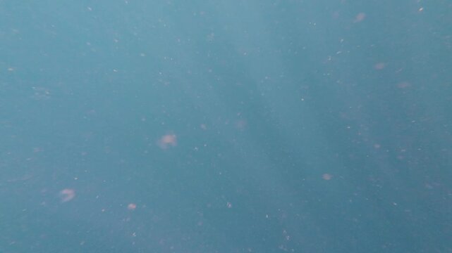 Sunlight penetrating deep blue waters, revealing glowing plankton drifting translucently through marine environment