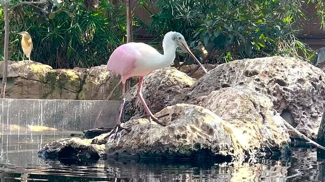 Roseate spoonbill, platalea ajaja with striking pink plumage, looking for a food in the water, close up of the exotic wading bird species.