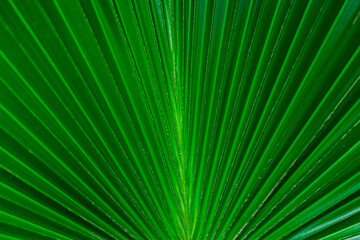 Obraz premium Tropical Plant Background Tropical leaf with fan out pattern