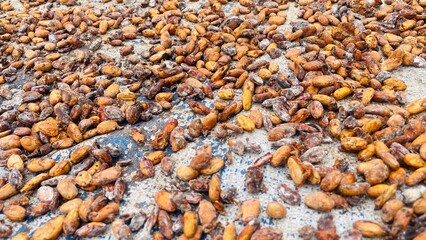 Close-up view of dried cocoa beans on drying mat surface. The drying process for cocoa beans, which is one of the largest export commodities in the Central Sulawesi region