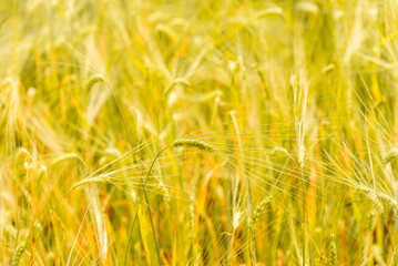 Close up barley ear in barley field background.