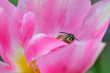 Wasp on pink flower