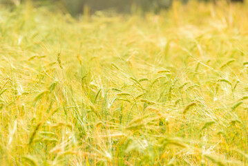 Close up barley ear in barley field background.
