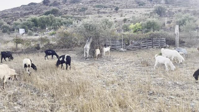 Ch&egrave;vres  en, train de manger dans un p&acirc;turage sec en Gr&egrave;ce