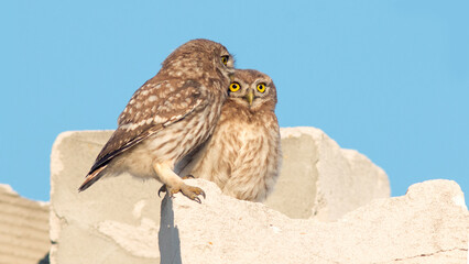 great horned owl in flight