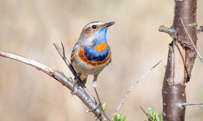 robin on a branch