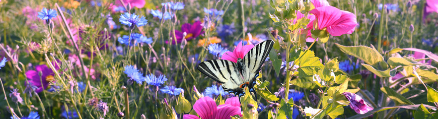 Schmetterling 1223 © K.-U. Häßler