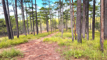 footpath in the woods
