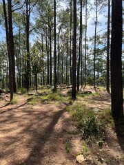 footpath in the woods