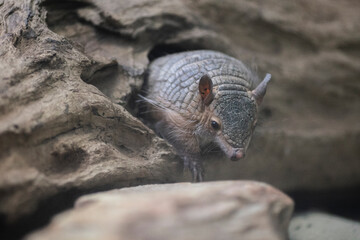 hairy screaming armadillo
