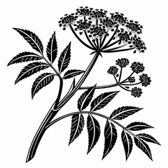 Bai sanicle vector silhouette black design white background