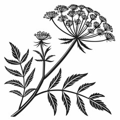 Bai sanicle vector silhouette black design white background