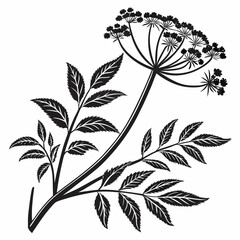 Bai sanicle vector silhouette black design white background