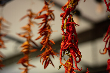 Red pepper, hung in wooden village house, dried pepper
