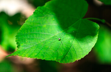 Leiobunum sp., spider with long legs sitting on green leaf in wild nature, New Jersey USA