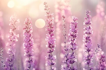 Fototapeta premium Lavender flowers bloom in soft sunlight, creating a serene atmosphere in a peaceful garden during late afternoon