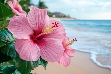 Beautiful pink hibiscus flowers bloom near the sandy beach under a clear sky