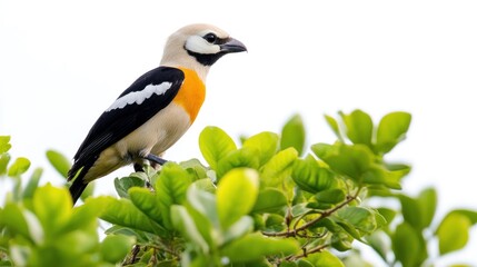 Obraz premium Colorful bird perched on vibrant green foliage, bright background