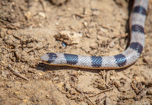 Great Plains Ground Snake