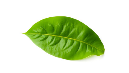 Fototapeta premium A fresh green leaf isolated on a white background