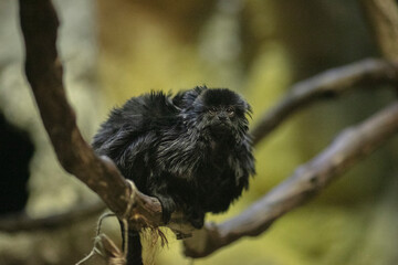 goeldi's monkey