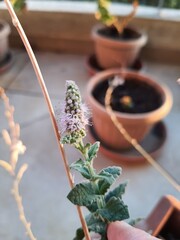 Spearmint in focus with other plants blurred behind