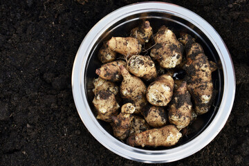 Jerusalem artichoke (Helianthus tuberosus) tubers, just harvested. Uncleaned tubers in a bowl on a garden soil