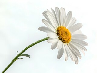 Fototapeta premium daisy on white