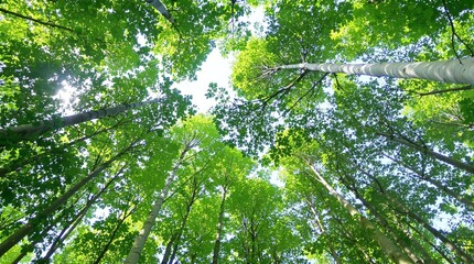 Obraz premium looking up at vibrant green tree canopy with sunlight filtering through