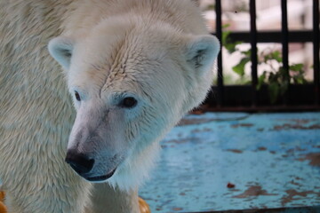 Obraz premium ホッキョクグマ