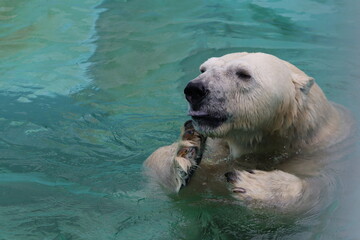 ホッキョクグマ