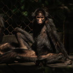 Cantalicia, mono araña (Ateles chamek) en la Fundación IKOZOA Bioparque del Amazonas