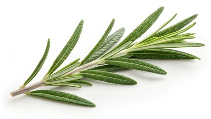 Fototapeta premium A sprig of fresh rosemary isolated on a white background, showcasing its vibrant green leaves and delicate stem.