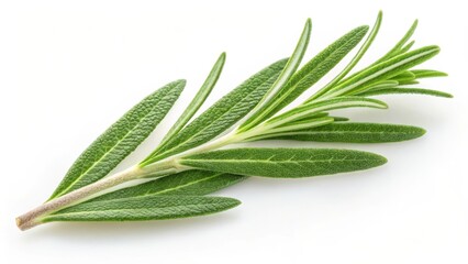 Obraz premium A sprig of fresh rosemary with vibrant green leaves isolated on a pure white background
