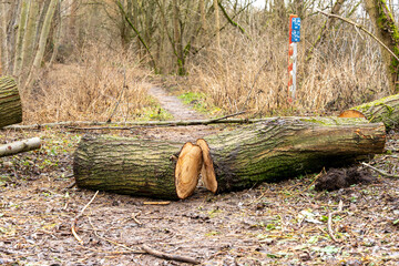 A large tree trunk has been cut in half. The trunk is laying on the ground, and there are several...